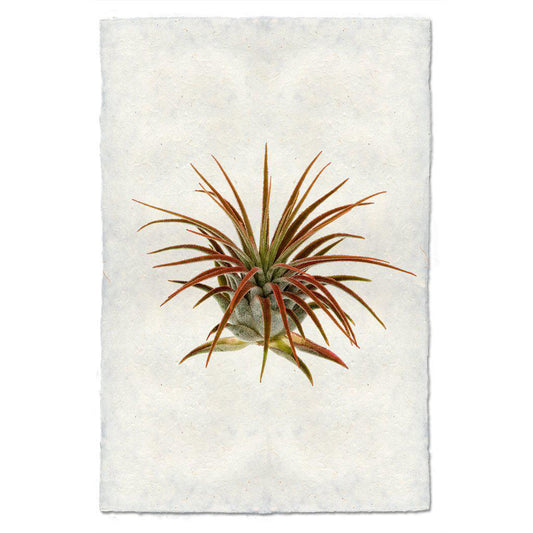 Air Plant #1 (Tillandsia Lonatha)