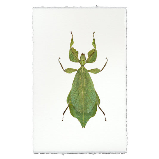 Green Leaf Bug