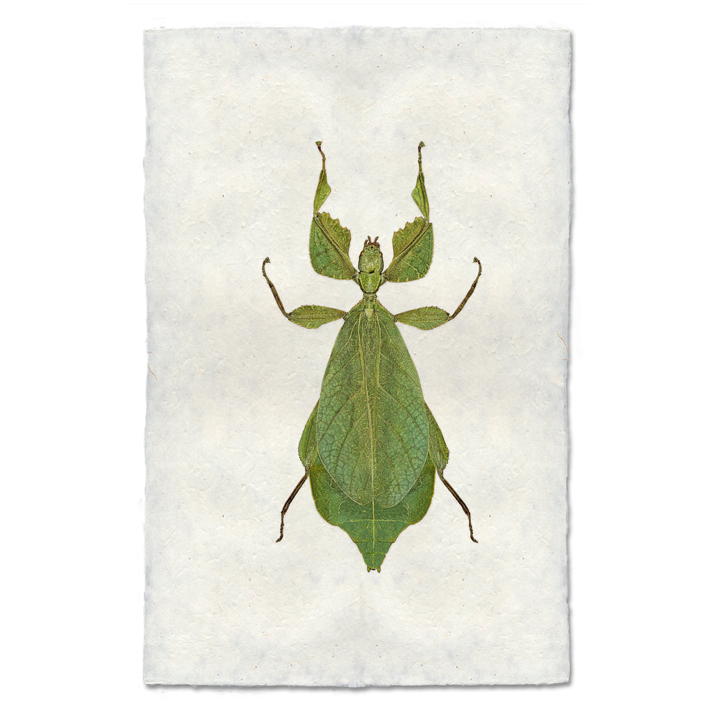 Green Leaf Bug