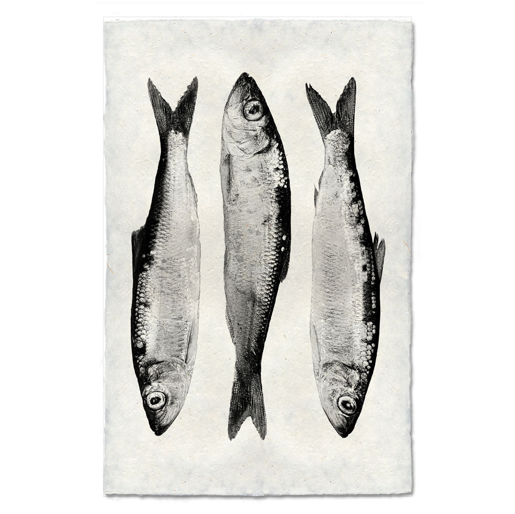 Three Herring