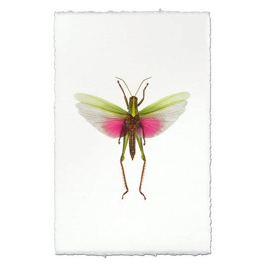 Pink Grasshopper