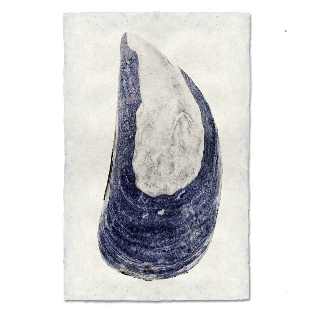 Mussel #5