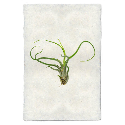 Air Plant #5 (Tillandsia Caput-Medusae)