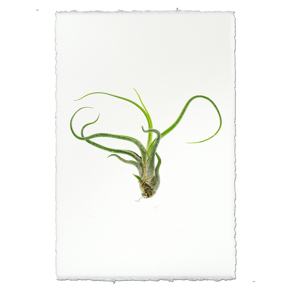 Air Plant #5 (Tillandsia Caput-Medusae)