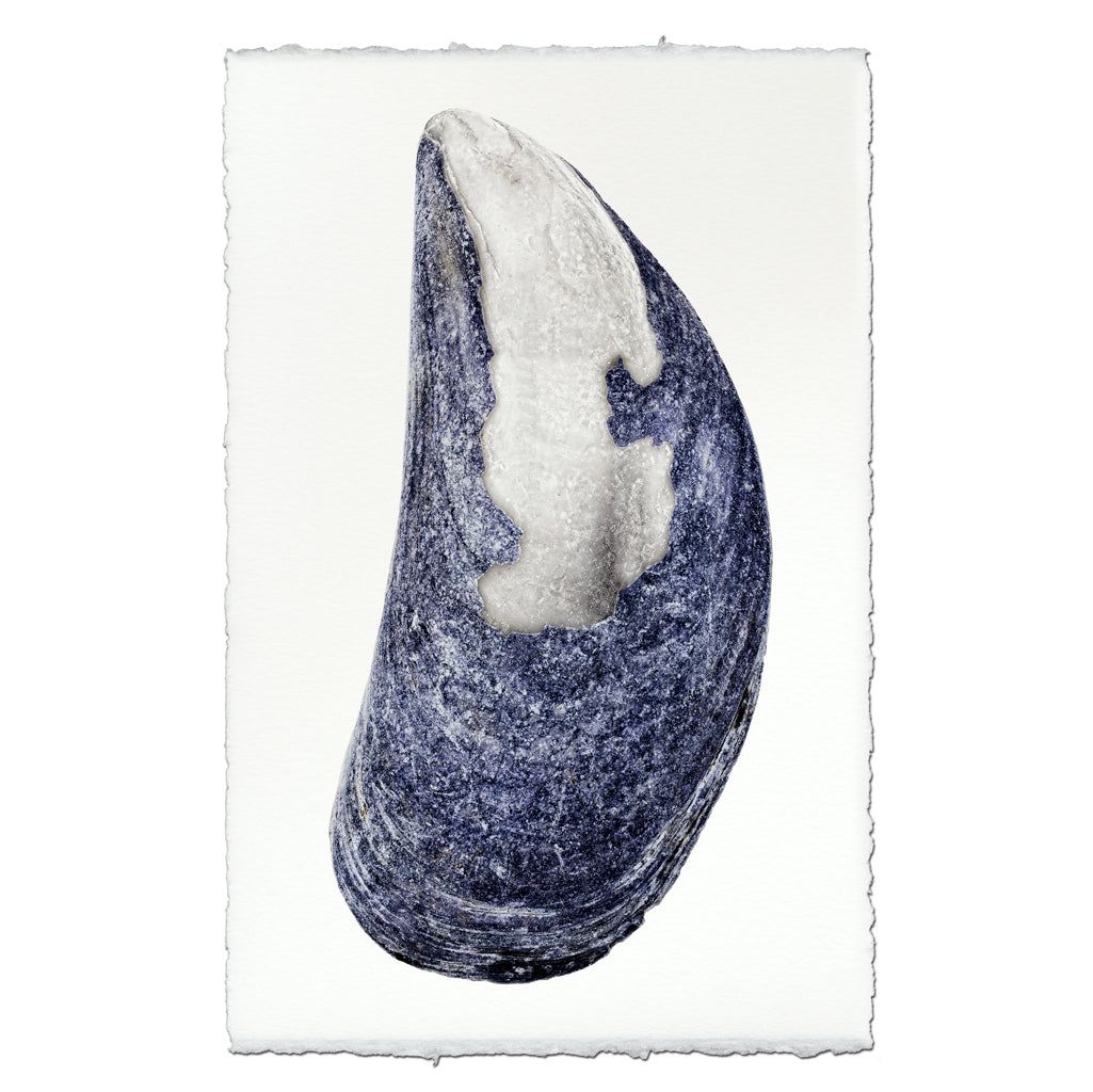 Mussel #6