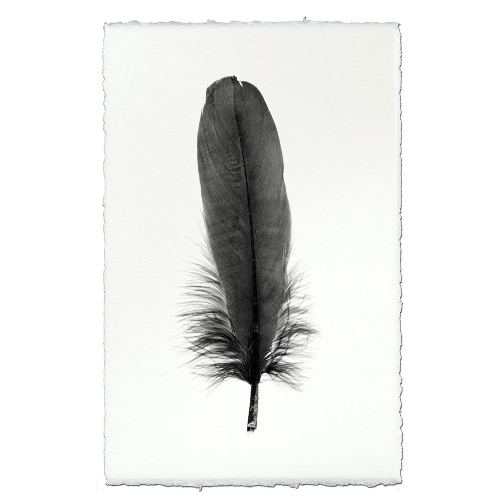 Feather Study #6 (Goose)