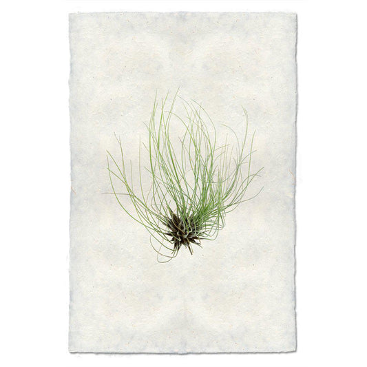 Air Plant #6 (Tillandsia Fuchsii)