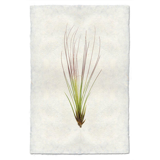 Air Plant #7 (Tillandsia Juncifolia)