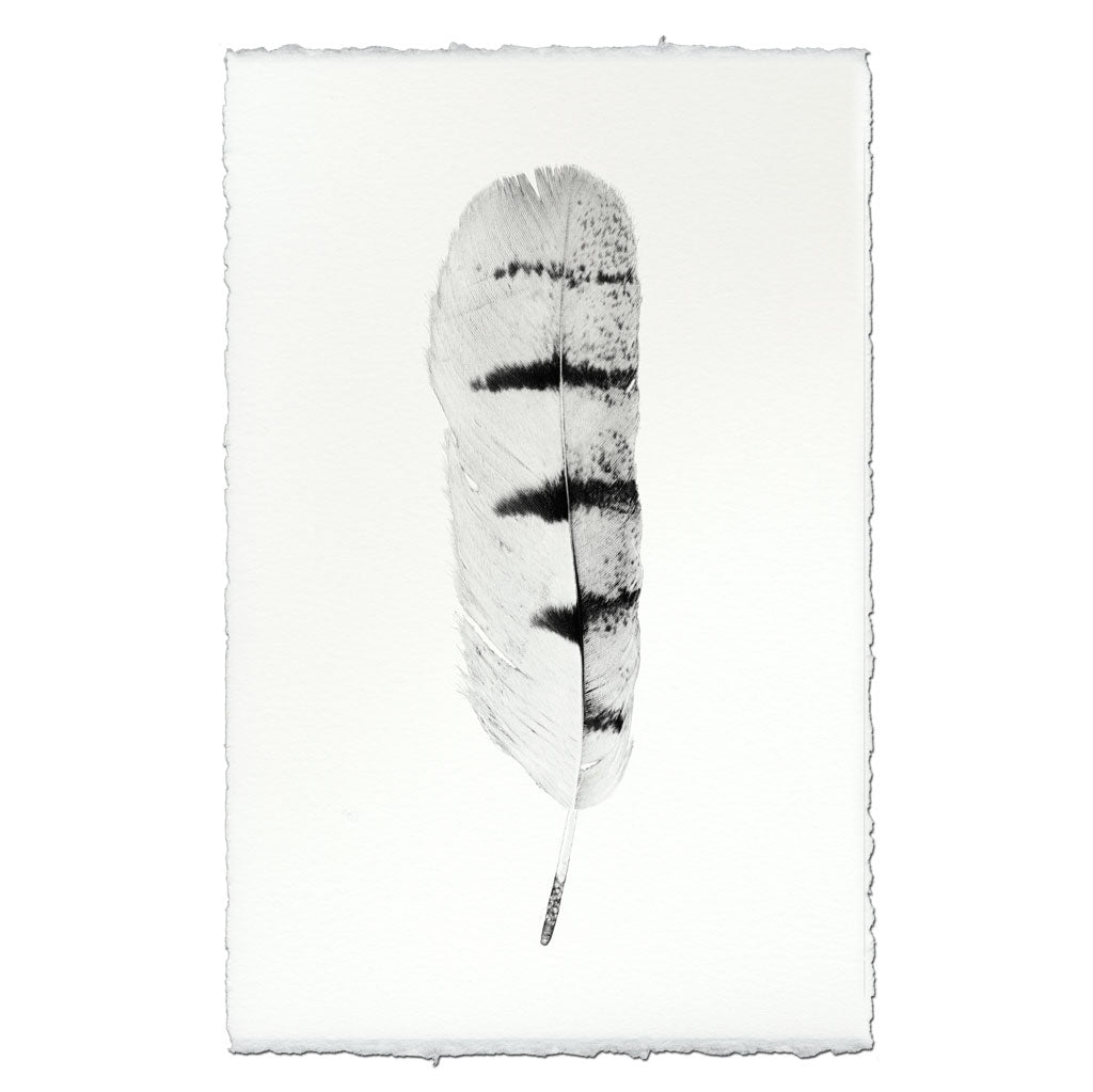 Feather Study #8 (Hawk)