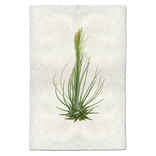 Air Plant #8 (Tillandsia Plumosa)