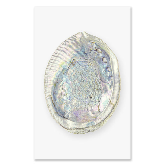 Abalone grand format