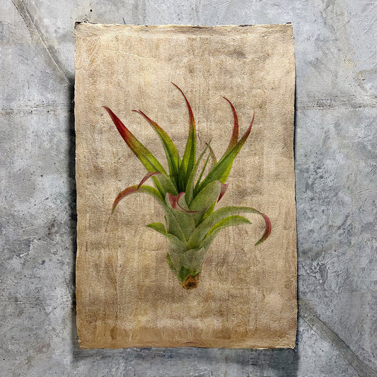 Air Plant #2 (Amate Sierra)