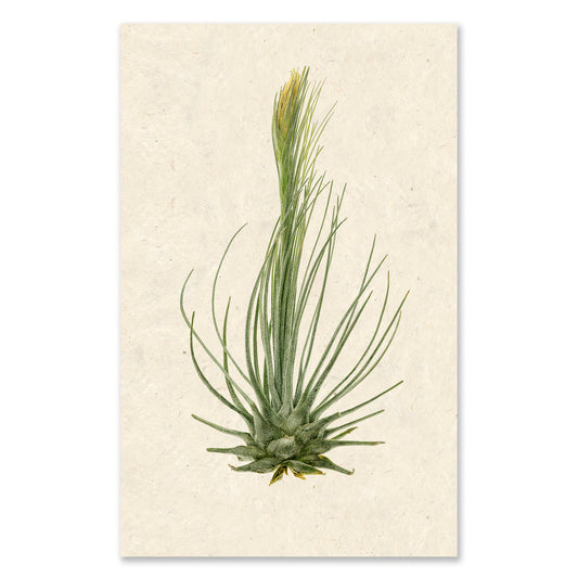 Air Plant #8 grand format