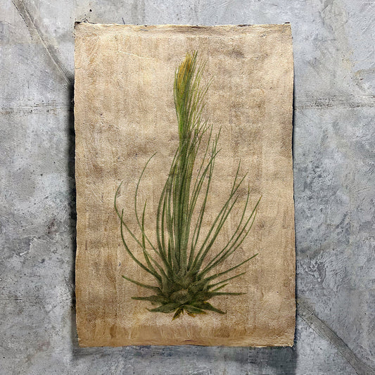 Air Plant #8 (Amate Sierra)