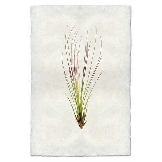 Air Plant #7