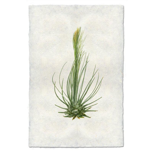 Air Plant #8