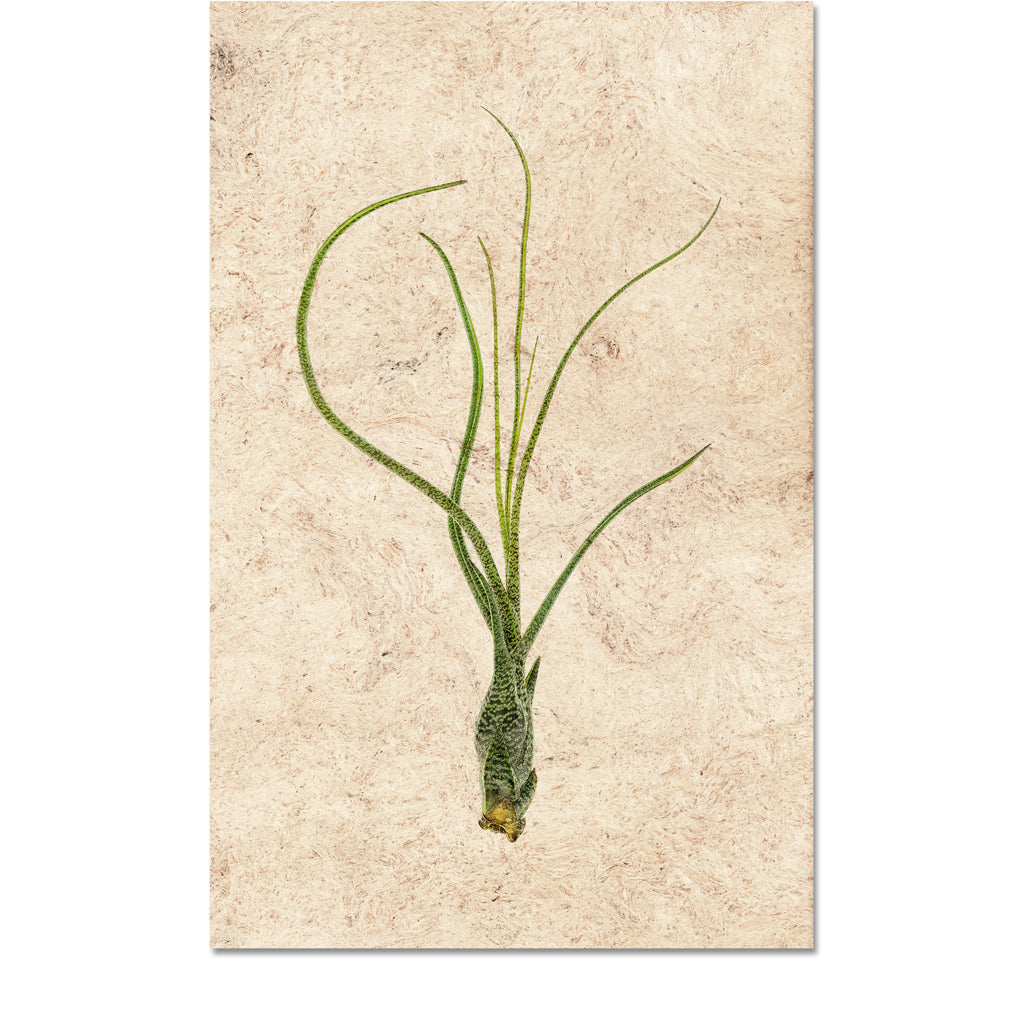 Air Plant #9 (Tillandsia Butzii)
