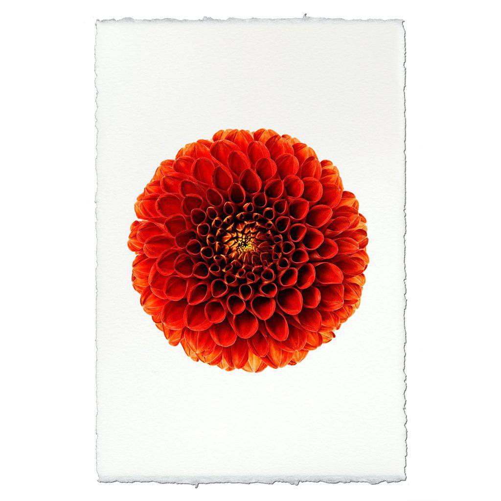 Ali Oop – printstockist.com