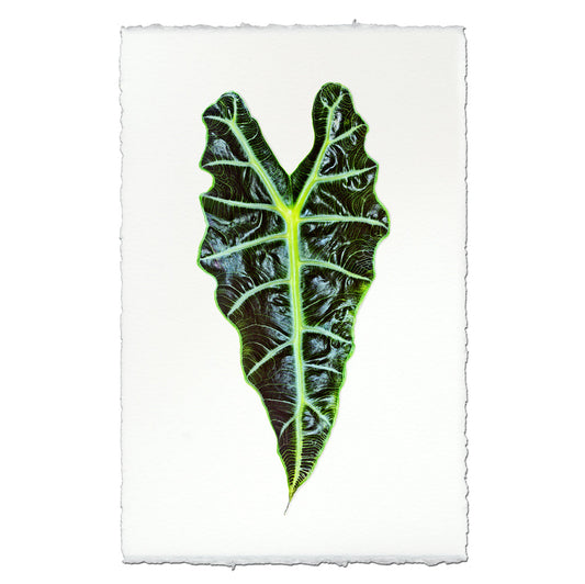 Alocasia