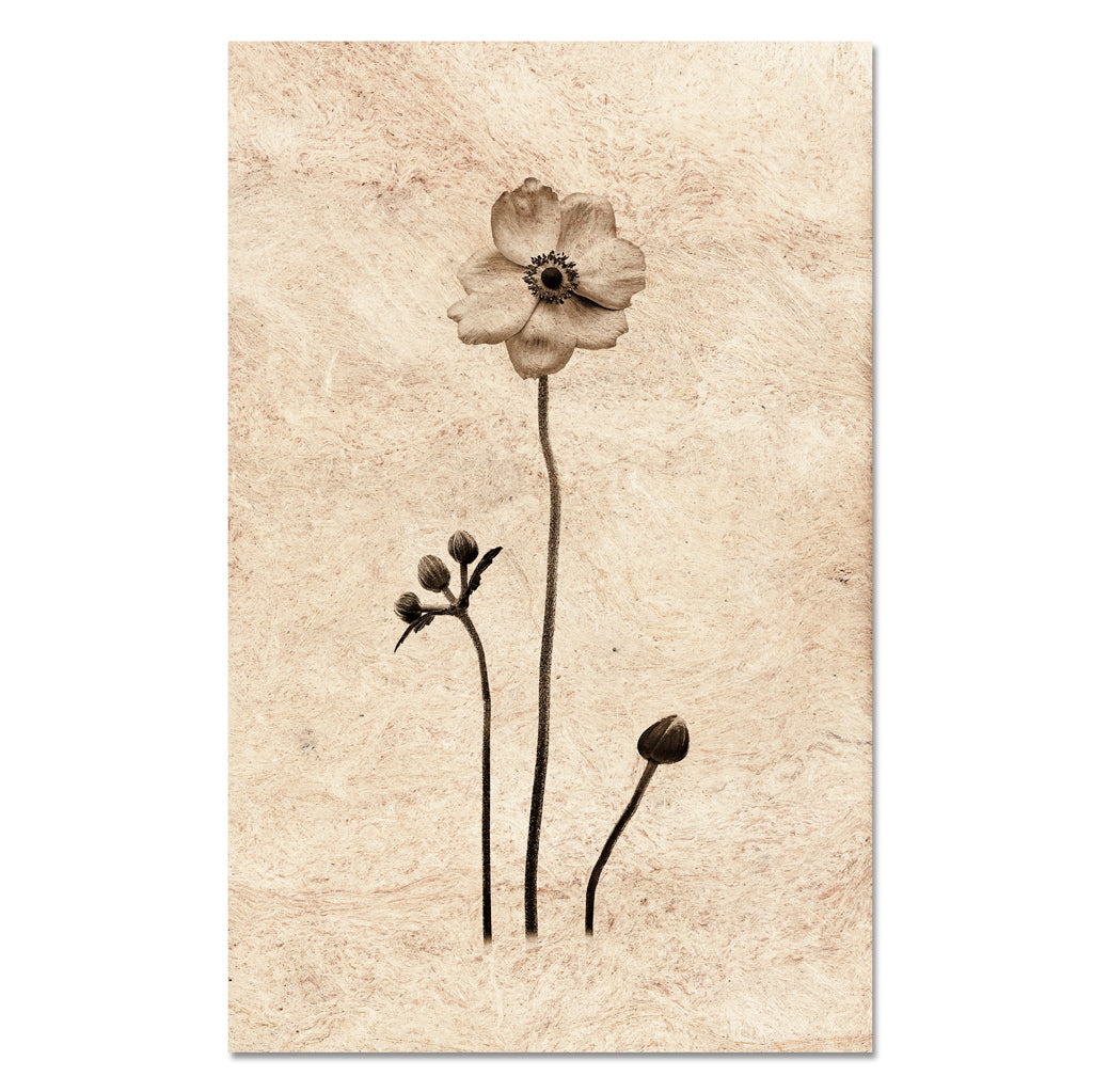 Anemone