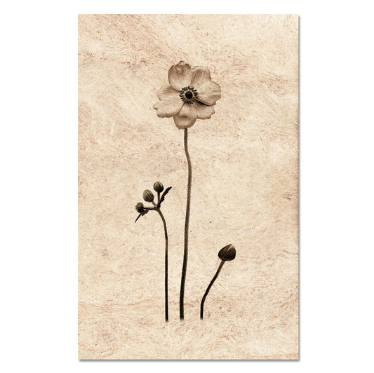 Anemone