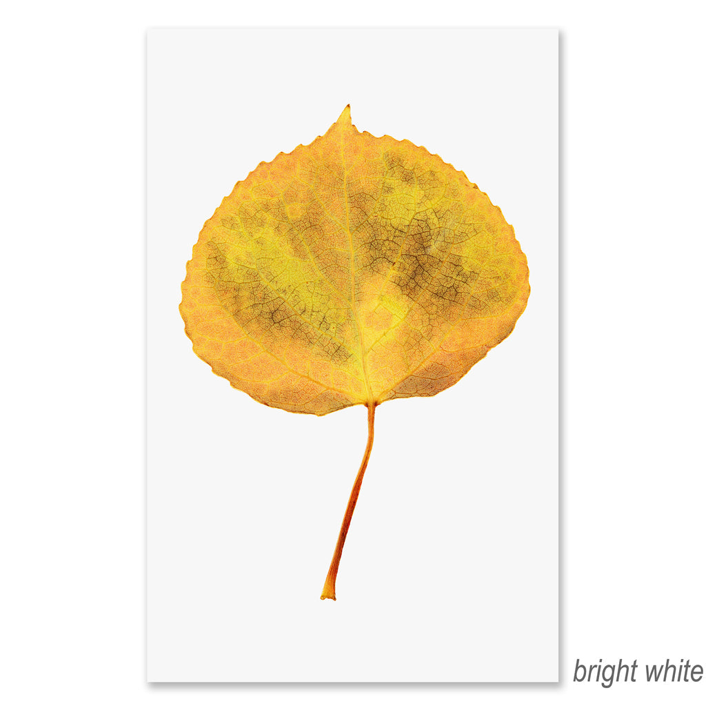 Aspen grand format