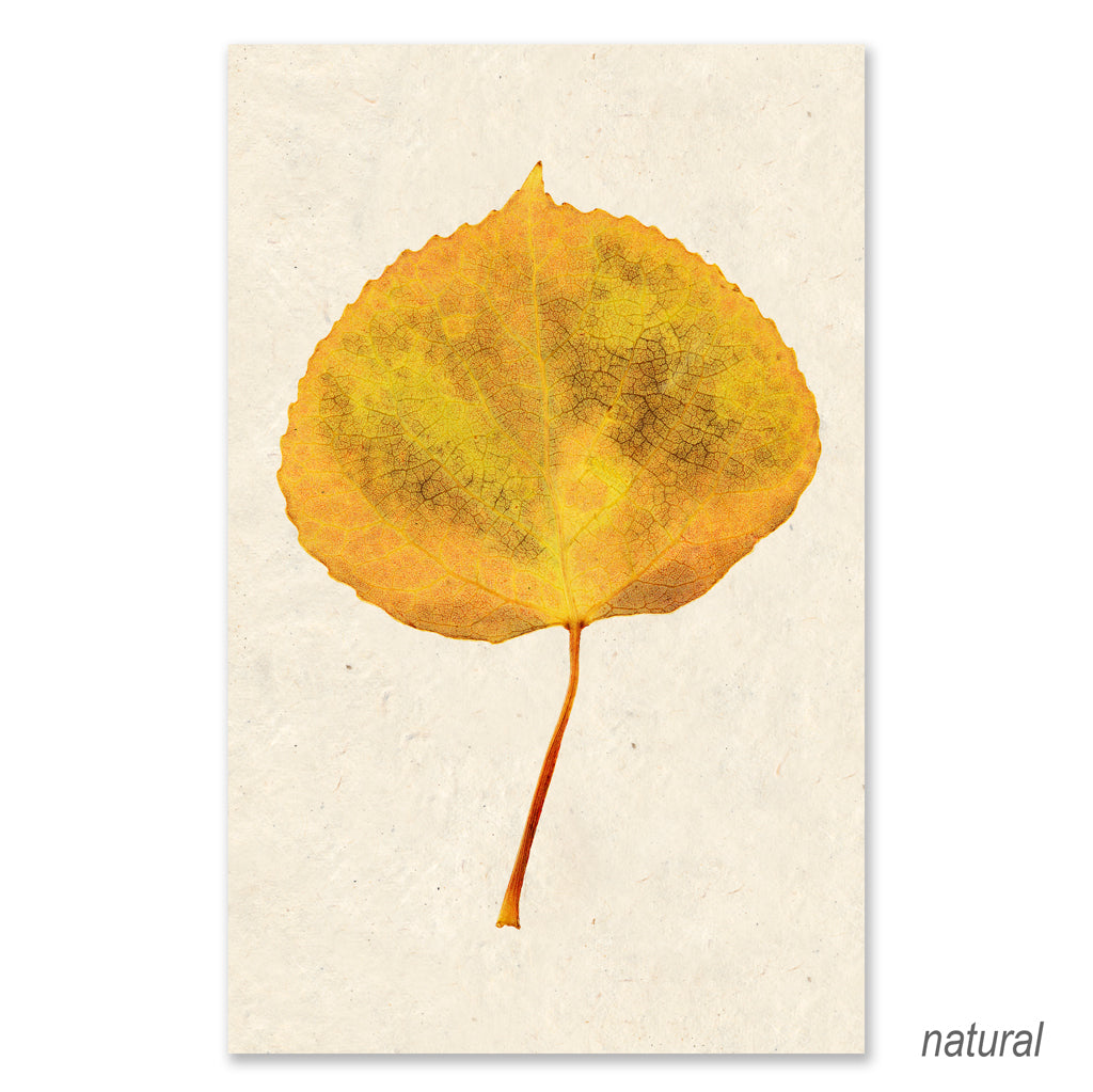 Aspen grand format