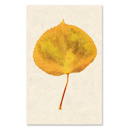 Aspen grand format