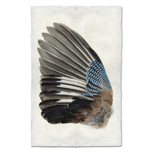 Blue Jay Wing (Left)