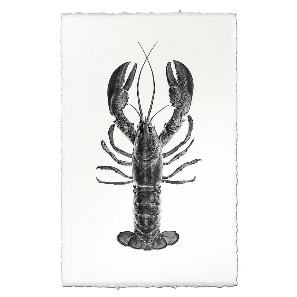 Maine Lobster (Black)