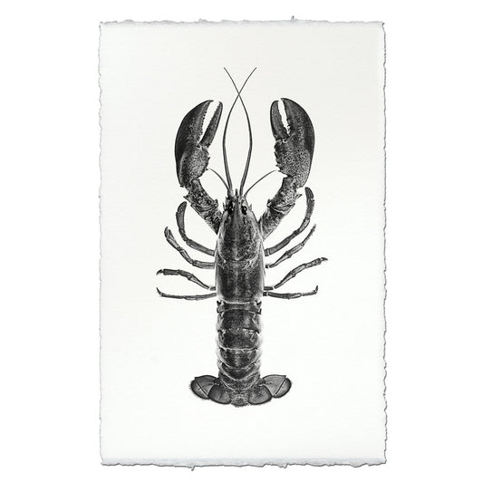 Maine Lobster (Black)