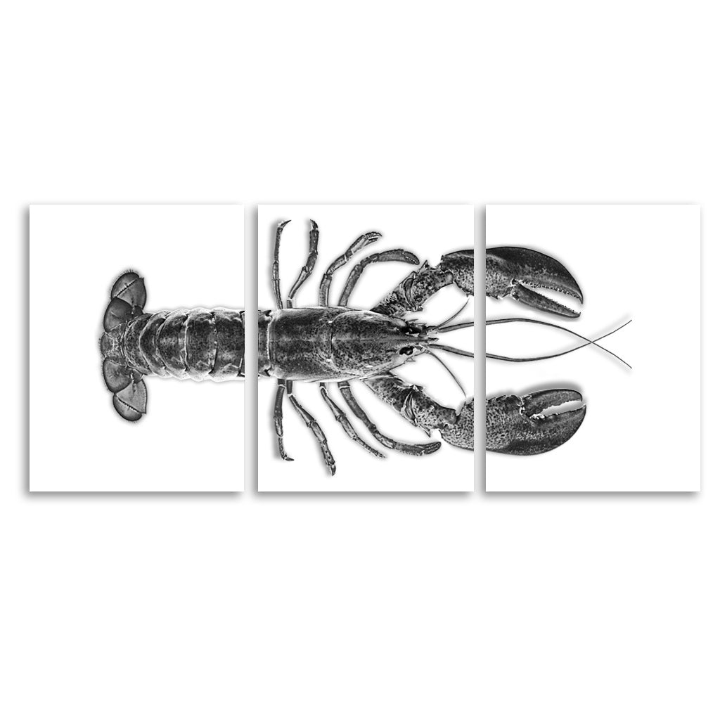 Maine Lobster (Black)