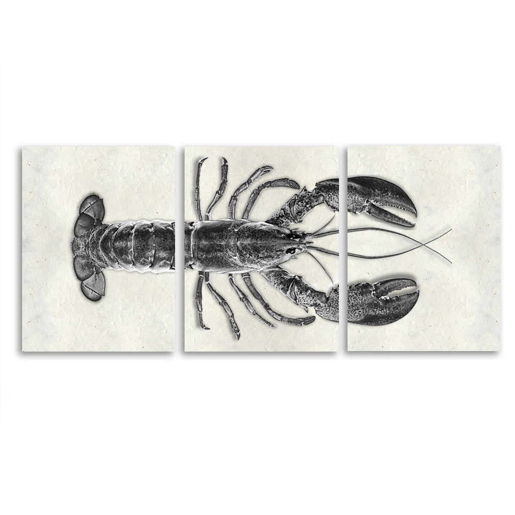 Maine Lobster (Black)