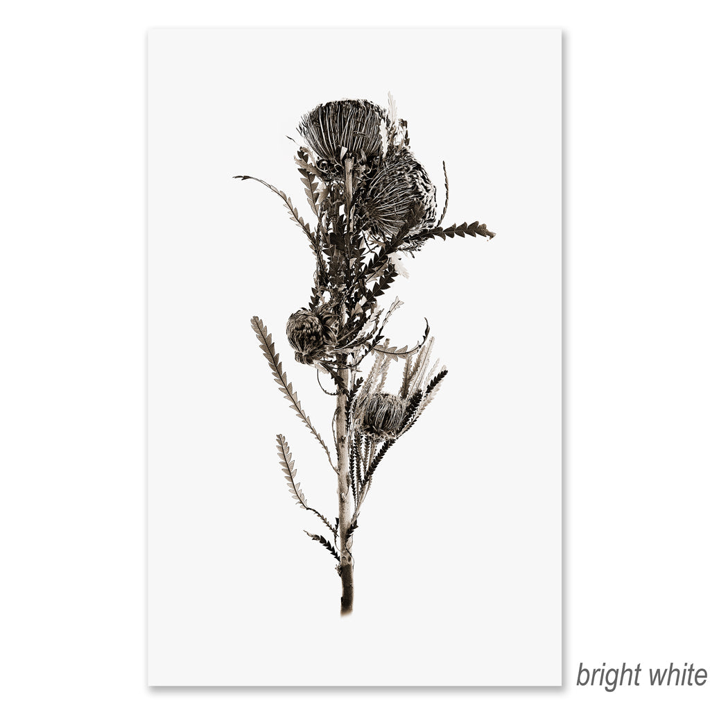 Banksia grand format