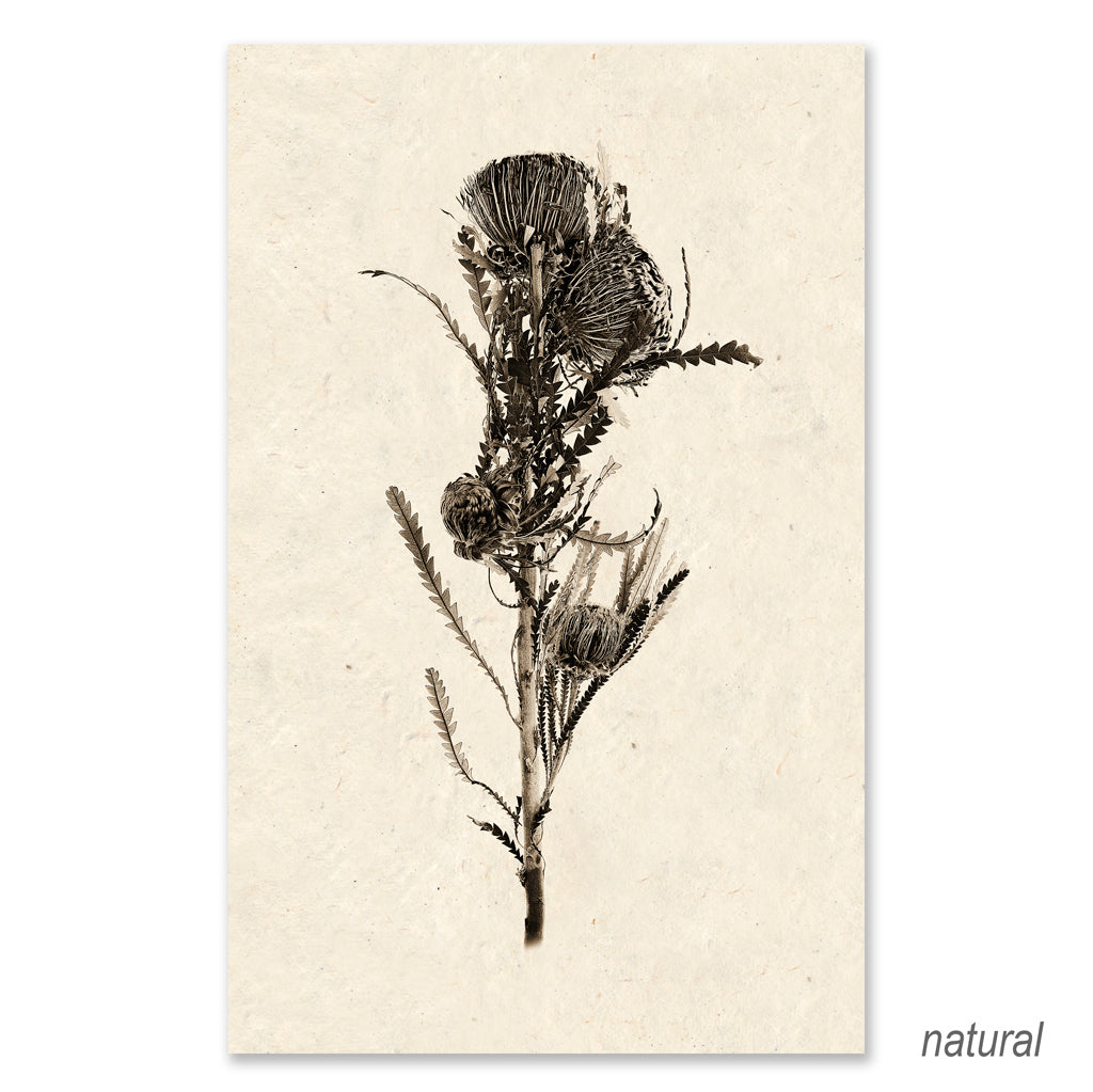 Banksia grand format