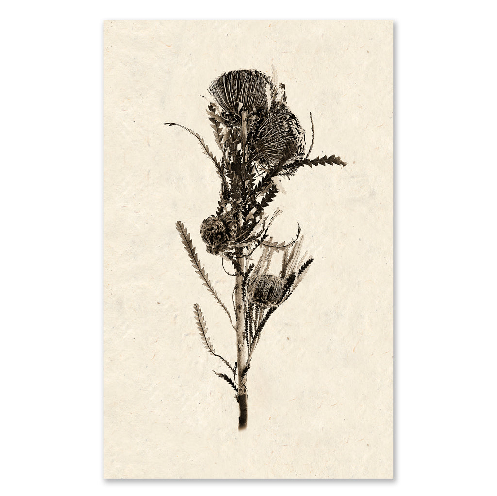 Banksia grand format