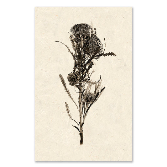 Banksia grand format