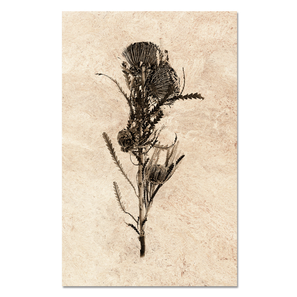 Banksia Form