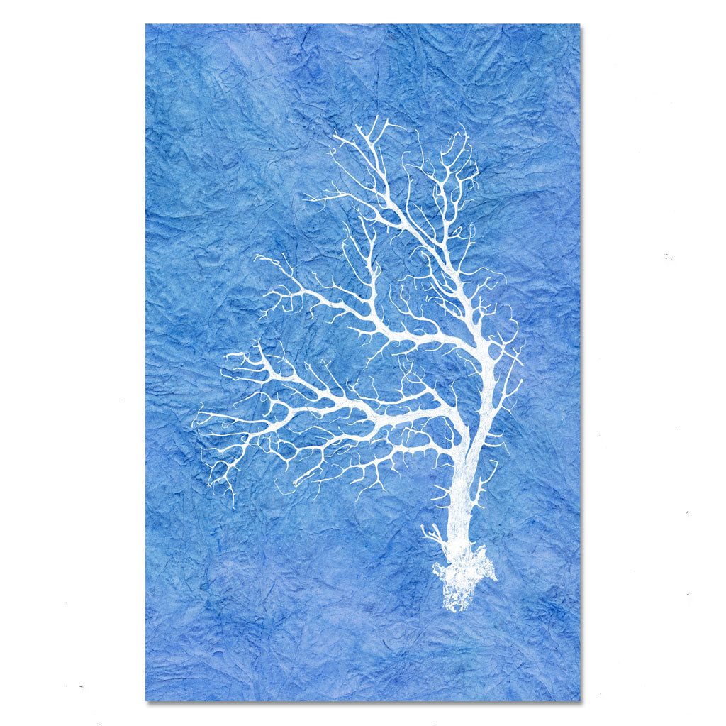 Black Coral Fan #3