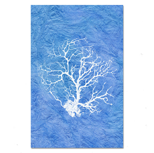 Black Coral Fan #1