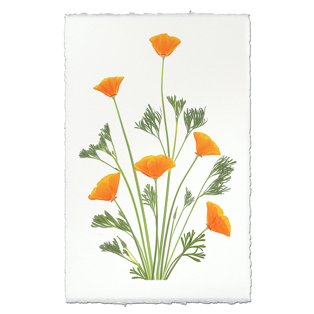 Blooming Poppies #1