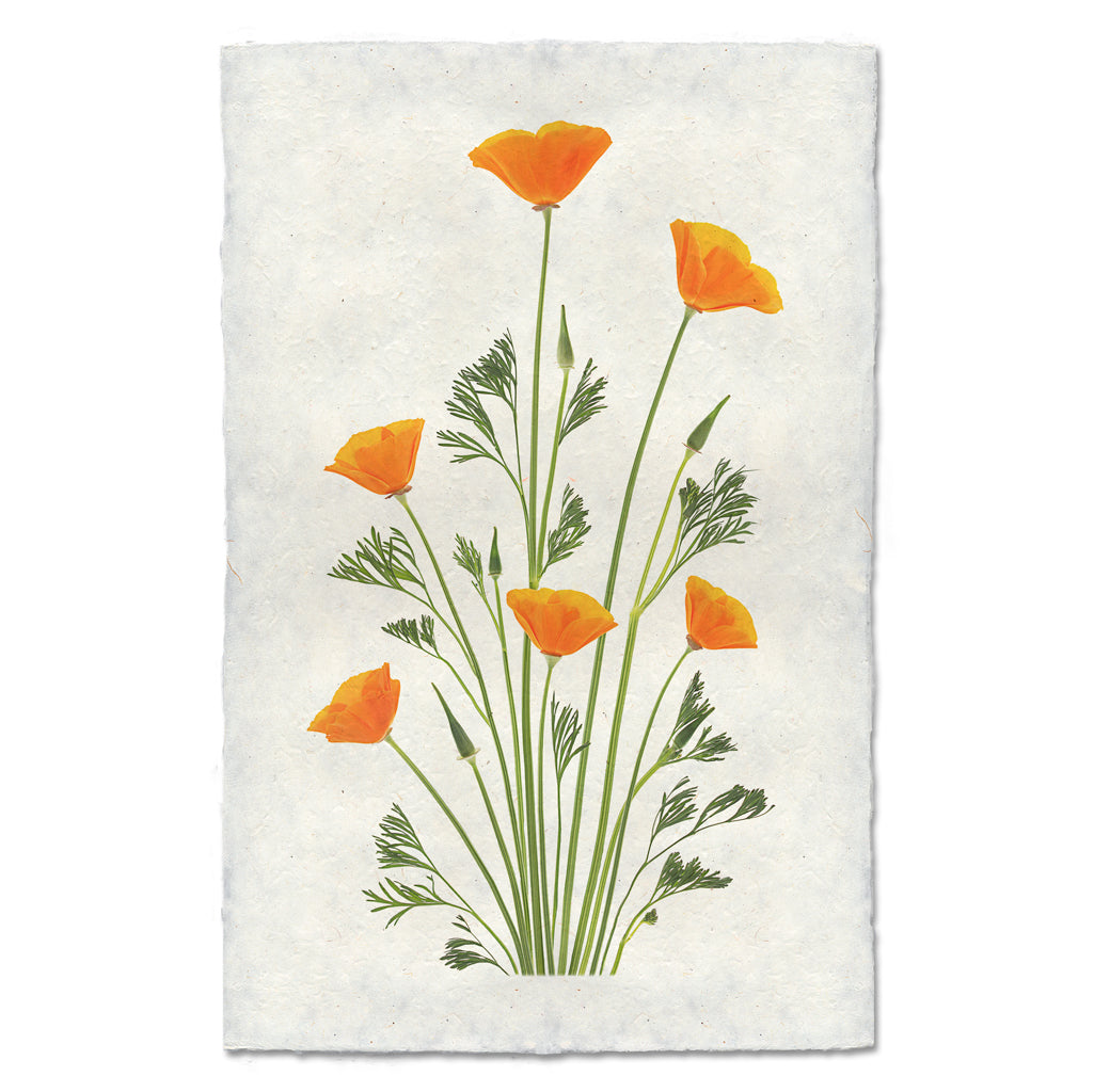 Blooming Poppies #2