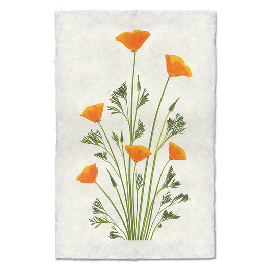 Blooming Poppies #2