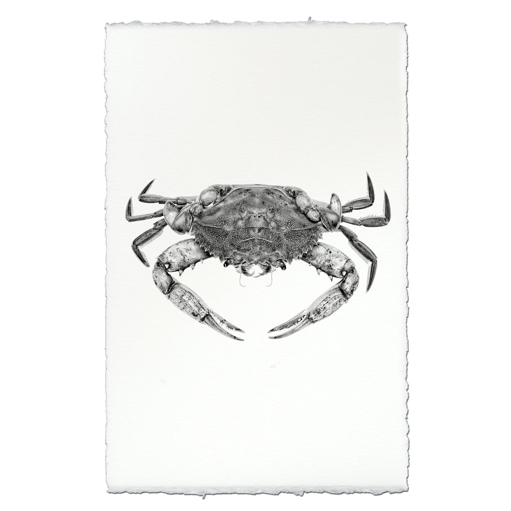 Blue Crab