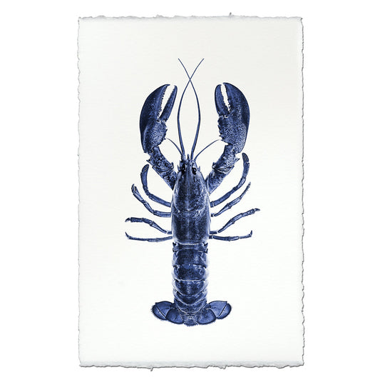 Maine Lobster (Blue)