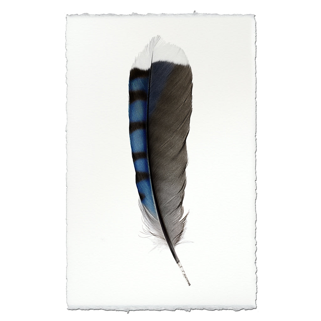 Blue Jay