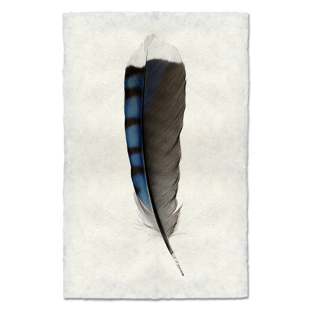 Blue Jay Feather colored feather wall art print — fine art feather photography on handmade paper, San Francisco