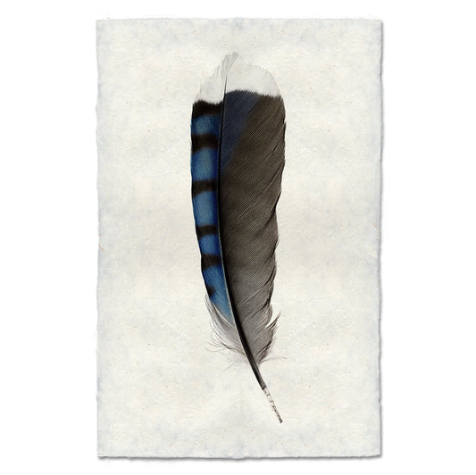 Blue Jay Feather colored feather wall art print — fine art feather photography on handmade paper, San Francisco