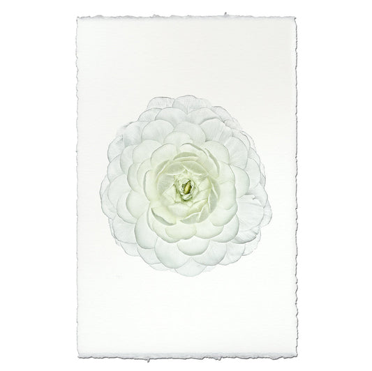 White Ranunculus