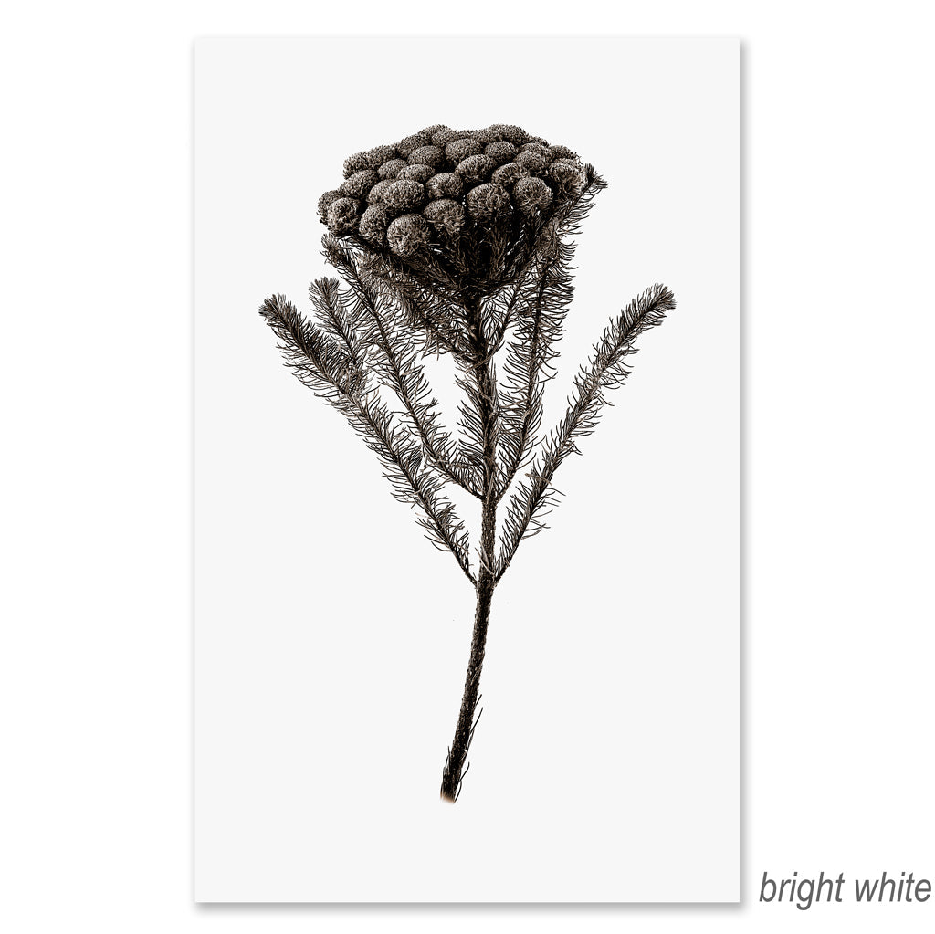 Brunia grand format